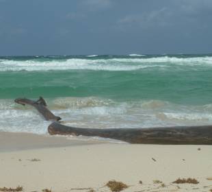 Strandgut Macao 