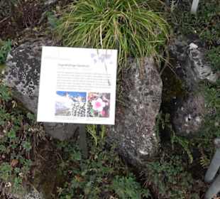 Alpinum