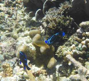 Schnorcheln Raja Ampat