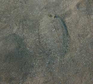 Schnorcheln Makadi Bay