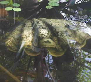 Anlage Planten un Blomen