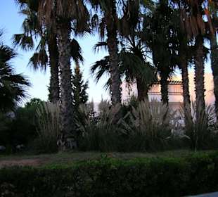 schöner großer palmengarten