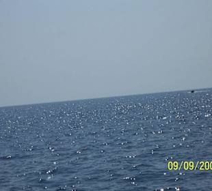 Meer