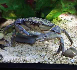 In den Aquarien des Wattenmeer Besucherzentrums