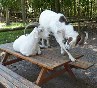 Naturpark Sparbach Hinterbrühl
