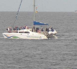 Mit dem Catamaran zur Wal-Delphinexkursion