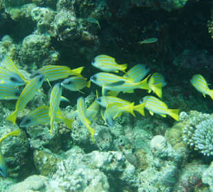 Schnorcheln am Riff Aquarium