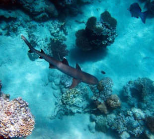 Weißspitze - Schnorcheln Hausriff Gorgonia Beach