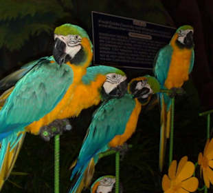 Foto mit Papageien möglich
