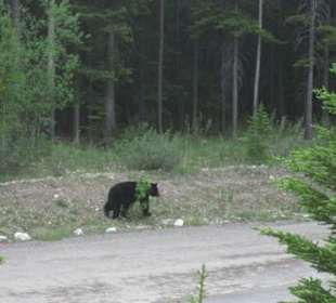 Schwarzbär am Icefields Parkway