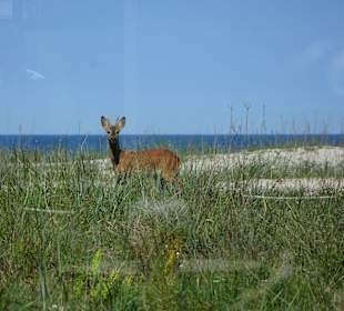 Ein Paar Rehe auf den Dünen in Trassenheide