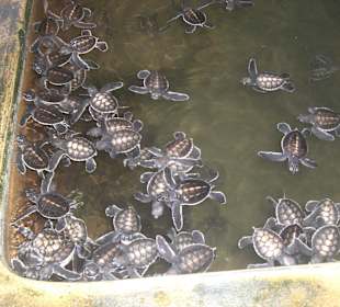 Schildkrötenfarm