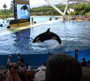 Orca-Show