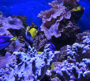 In der Aquarienwelt des Nautiland