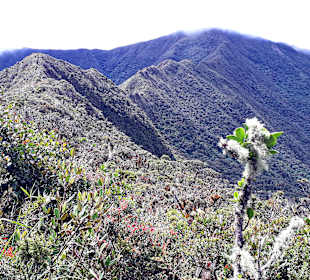 Podocarpus Nationalpark