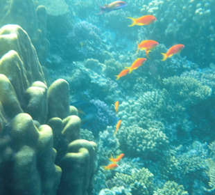 Schnorcheln am Riff