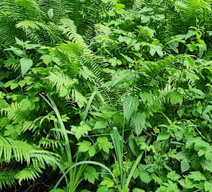 Waldboden