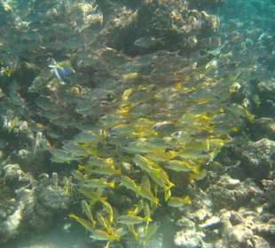 Fische