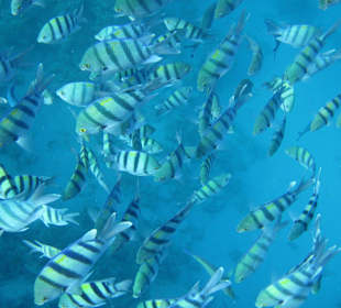 Fischschwarm am Riff