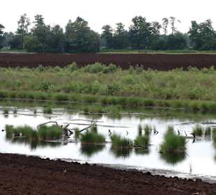 Wasserflächen zwischen den Torfflächen