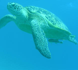 Ausflug nach ABU DABAB mit Delfinschwimmen Yasser 