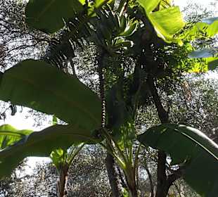 Bananenstaude