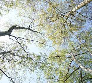 Birken im Britzer Garten