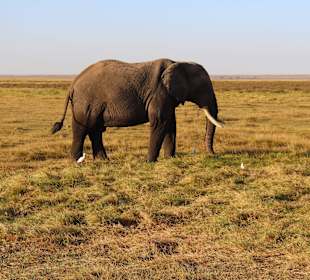 Elefantenbulle in Amboseli