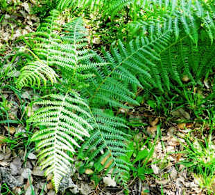 Seltene Fanrarten ©B. Hohler