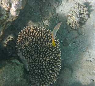 Fische im Hausriff Tulip Resort