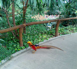 Fasan auf dem Weg durch den Regenwald