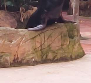Singapur Zoo