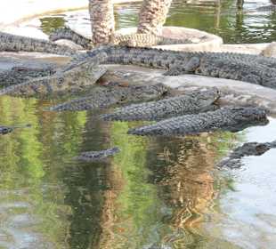 Auf der Krokodilfarm