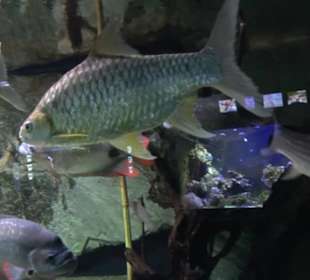 Tierpark Hellabrunn - Fische