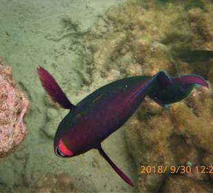 Schnorcheln Sahl Hasheesh