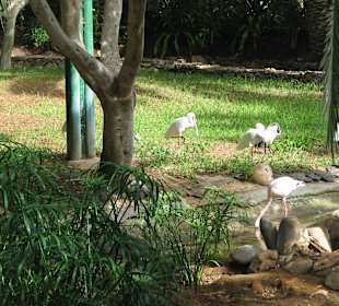 Afrikanischer Löffler und Nimmersatt