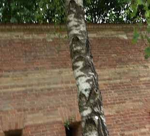 Baumlehrpfad Glacis Park