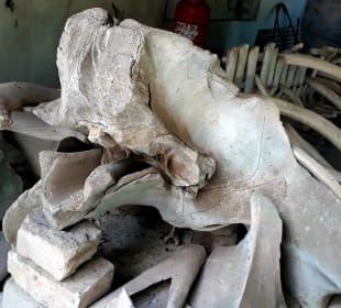 Mnarani Marine Schildkröten Conservation