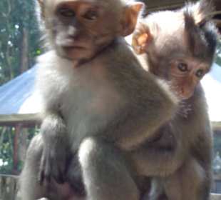 Im Affenwald in Ubud