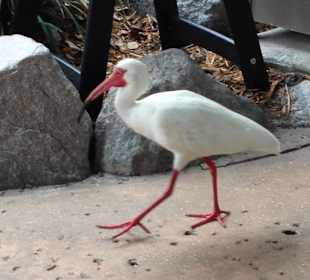 Disney's Typhoon Lagoon
