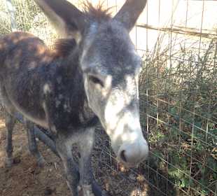 Agia Marina Donkey Rescue