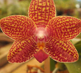 Eine der zahlreichen Orchideen