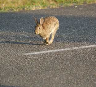 На территории Европа Парка