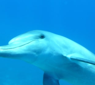 Delfinschwimmen Hurghada