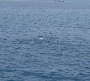 Schnorchel mit Delfine