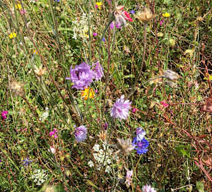 Wandern Kirchheimbolanden