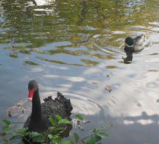 Schwanenweiher Kandel