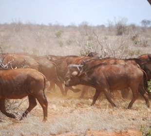 Die Büffel haben es eilig