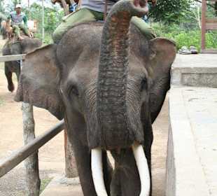 Elefanten Haltestation