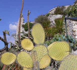 Viele verschiedene Sorten